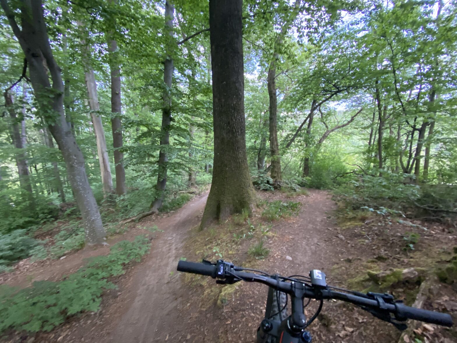 Radfahrer auf einem Trail im Wald